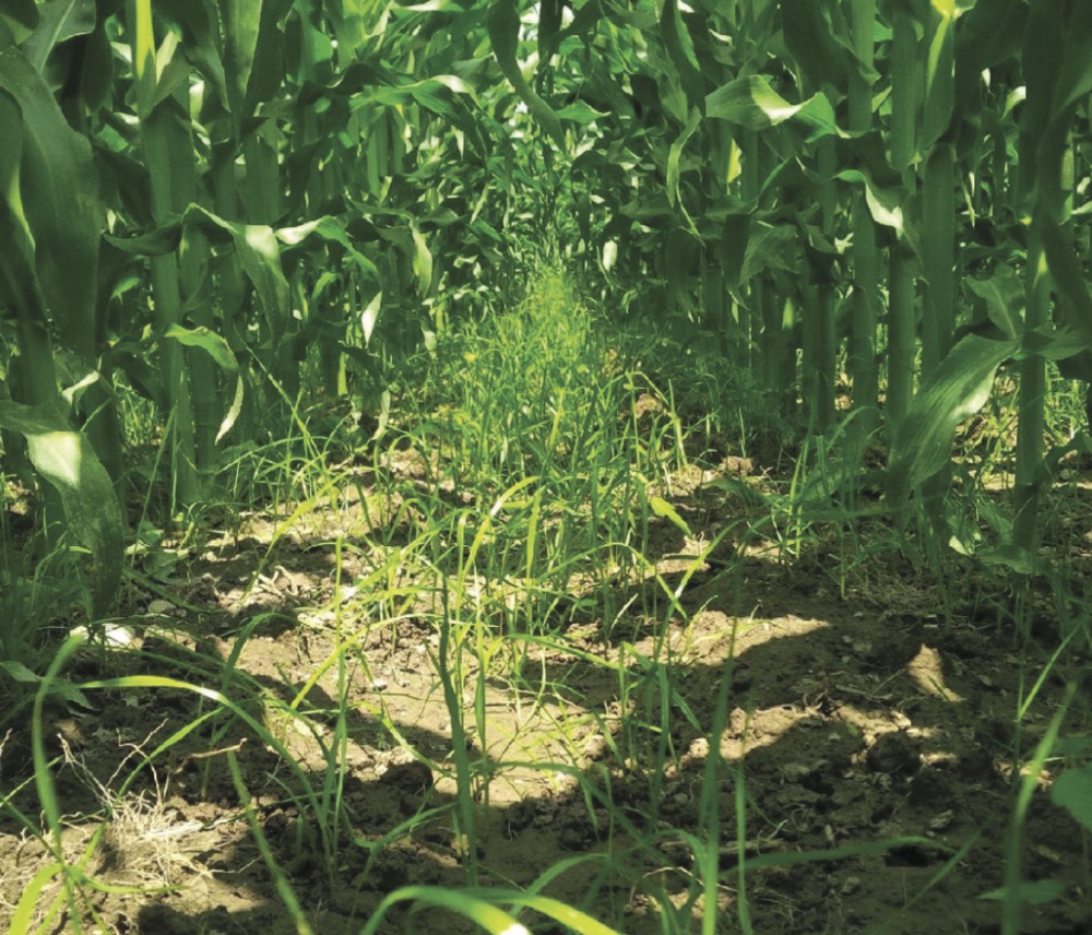 Field results support inter-seeding when corn has four- to six-leaf collars (V4 to V6).