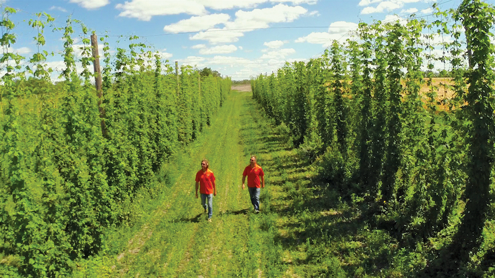 Farmery is also producing hops for beer production, something that’s unique to this farm-based brewing operation.