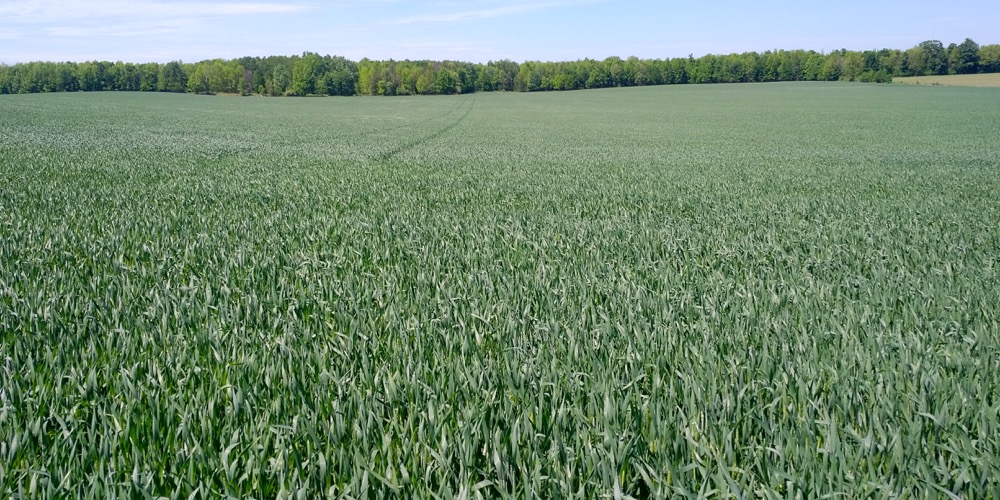 The dark green colour of CM 7363 makes it a pleasing sight throughout the growing season.