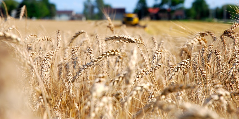 Heading uniformity can provide better fungicide coverage, with the potential for improved control of fusarium head blight.