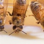 bees