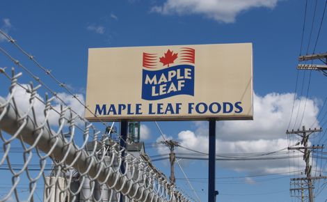 maple leaf foods