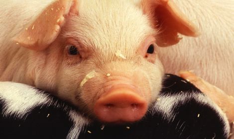 piglet
