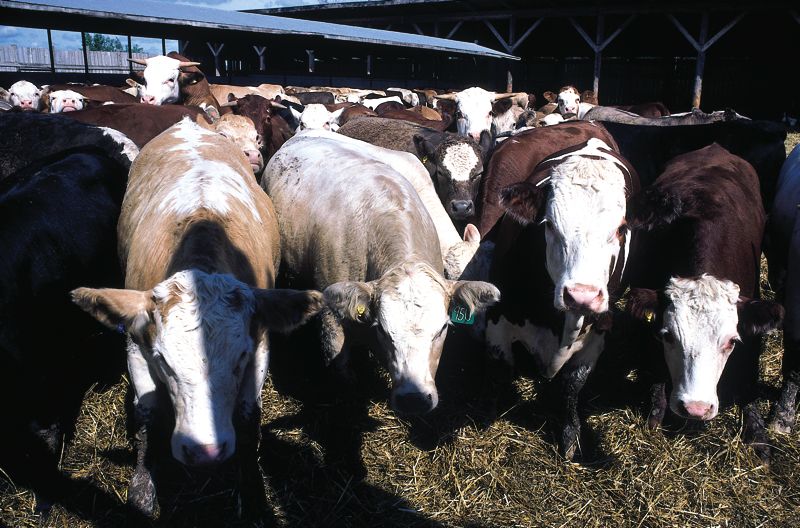 Cattle herd in a fenced pen.