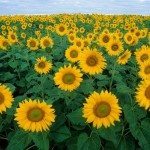 sunflowers