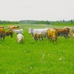 cattle and calves out to pasture