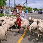 Young boy leading sheep in a parade