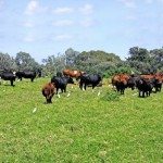 cattle on the island of Maui