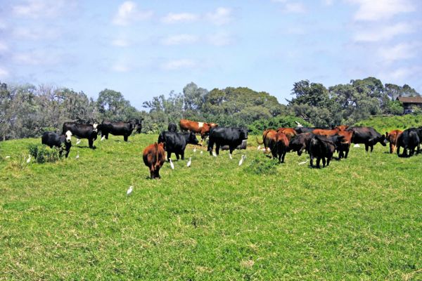 cattle on the island of Maui