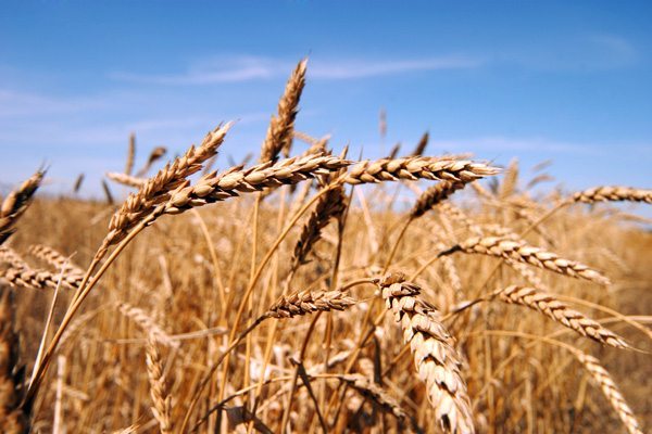 wheat in a field