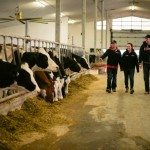 people walking in a dairy barn