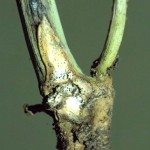 blackleg stem on canola