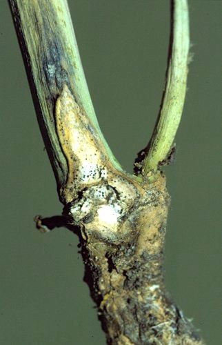 blackleg stem on canola