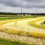 canola field swaths