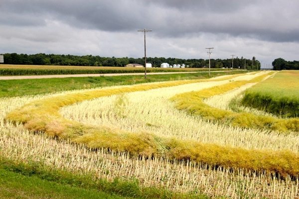 canola field swaths