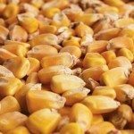 corn