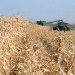 corn harvest