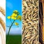 wheat, canola, oats, barley