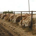 cattle in a feedlot
