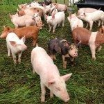 pigs in a pasture