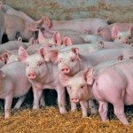 pigs