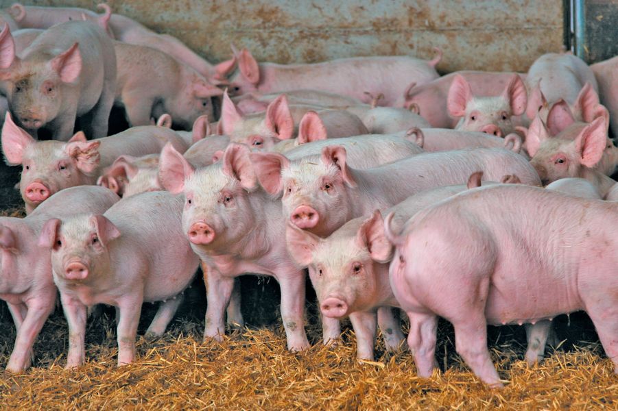 pigs
