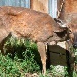deer with chronic wasting disease