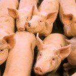 hogs