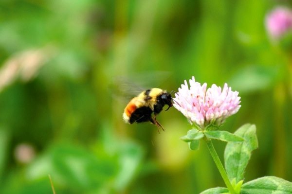 bumblebee on a flower