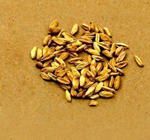 grain sample on table