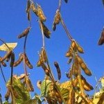soybean