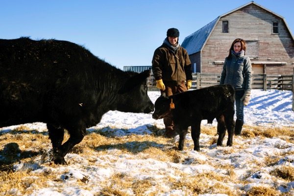 man and woman with calf and mother cow