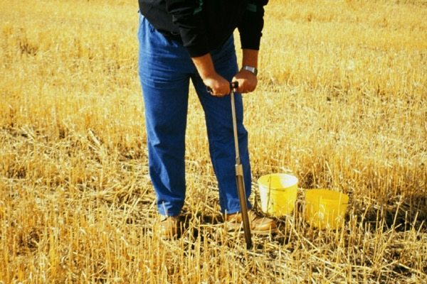 taking a soil sample from a field