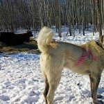 Turkish Kangal breed dog