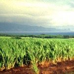A field of sugarcane under a cloudy sky.