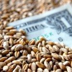 one dollar banknote among wheat grains