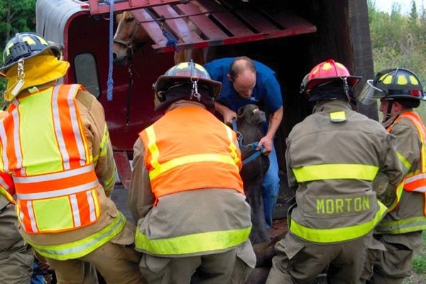 horses being rescued from an overturned trailer