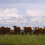 cattle