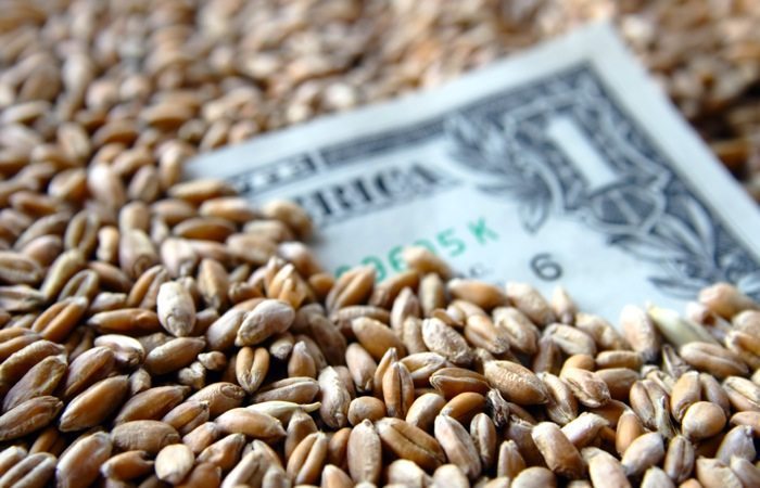 one dollar banknote among wheat grains