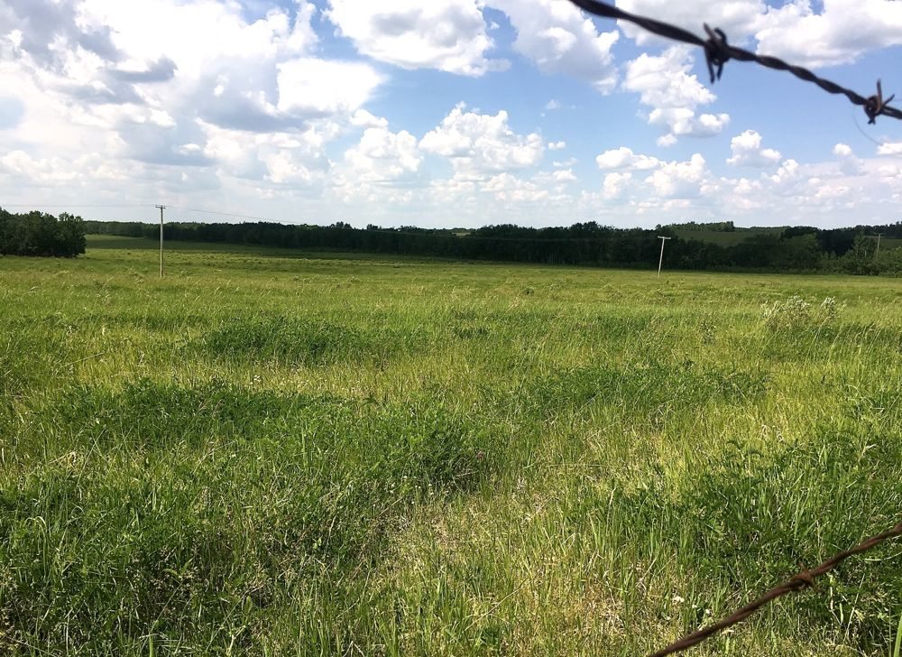 A green pasture beneath a blue sky with puffy clouds