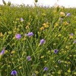 flax