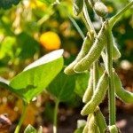 field soybeans