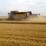 harvesting wheat