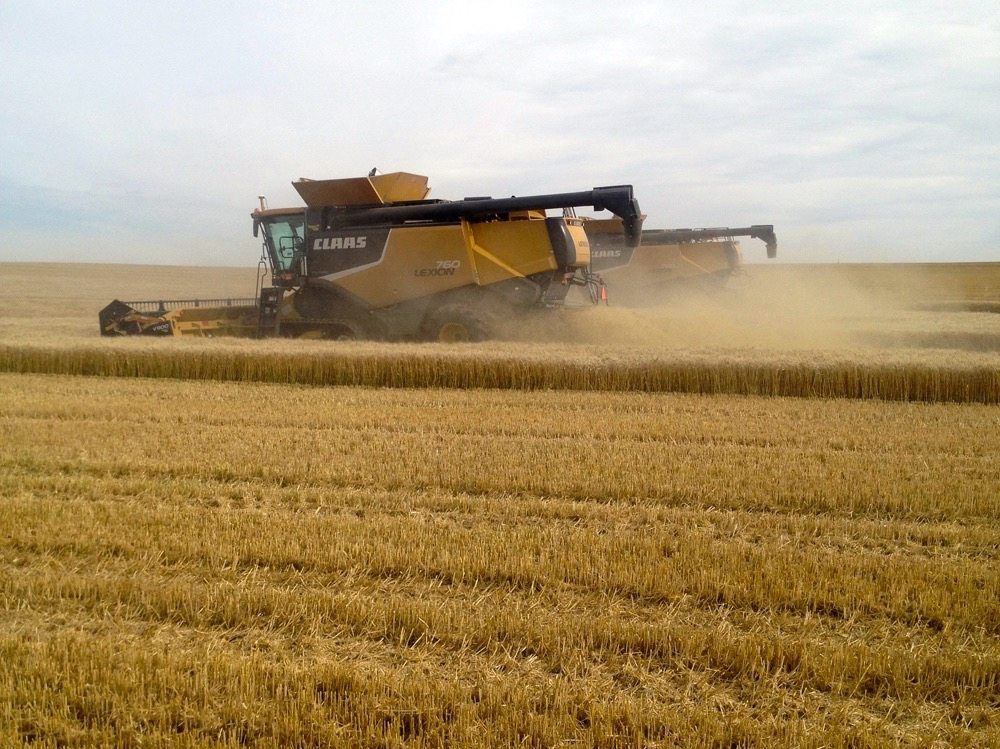 harvesting wheat