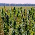 hemp
