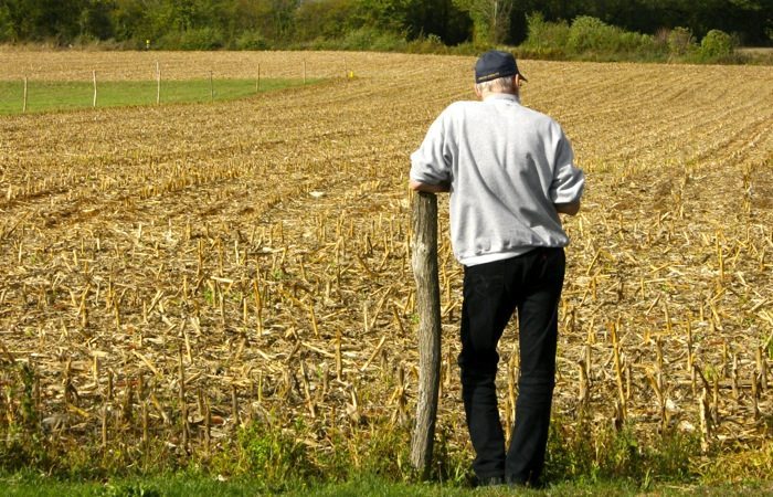 farmer surveys cornfield harvest