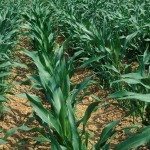 corn