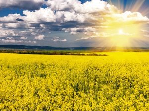 Rapeseed field and sun