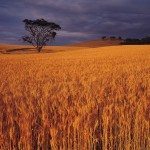 australia wheat