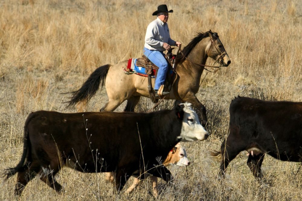 Ag West Supply >> Oklahoma senators seek tougher cattle rustling penalties ... Ag West Supply >> Oklahoma senators seek tougher cattle rustling penalties ...